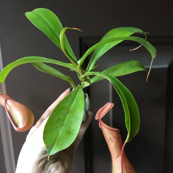 Nepenthes Alata Carnivorous Monkey Pitcher Starter